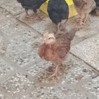 جوجه گلپایگان محلی درشت