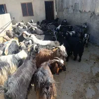بز چاق درجه یک جهت مراسمات