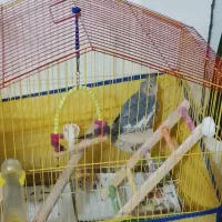 طوطی عروس نر