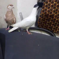 طاقی|پرنده|آران و بیدگل, |دیوار