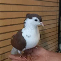 کبوترساده کاکلی،پلاس،خوشرنگ