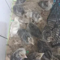 سلام ۱۲عدد جوجه بوغلمون فروشی