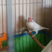 فنچ نرگسی فنج