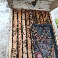 فروش ۱۵ عدد زنبور ده قاب جیرفت