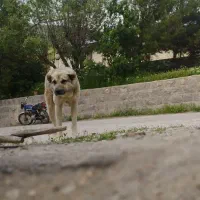 سگ سرابی