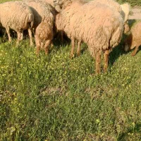 قوچ مغانی درجه یک