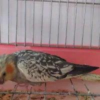 جفت عروس هلندی