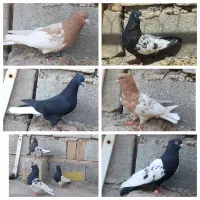 سینه سیاه و کله زرد
