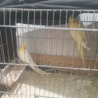 یک جفت عروس هلندی