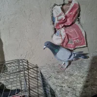 دو عدد کبوتر گرفتنی