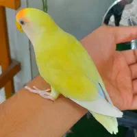 جوجه طوطی برزیلی نر دستی.   بوشهر