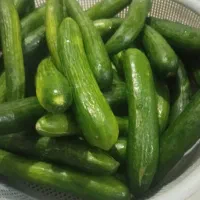 خیار بوته‌ ای و شوری درجه یک