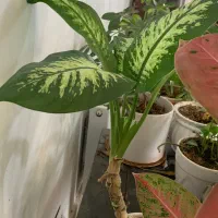 گل و گیاه|گل و گیاه طبیعی|نیشابور, شریعتی|دیوار