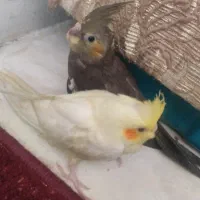 جوجه عروس هلندی 2ماهه