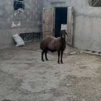 قوچ همو