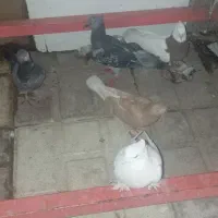 ۸ عدد کفتر