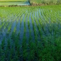 سوخته-کوه-شالیزار