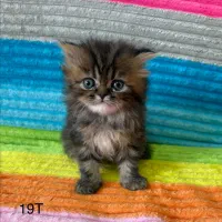 بریتیش پرشین