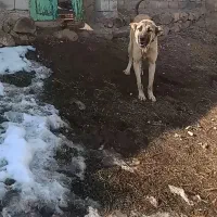 واگذاری توله سگ ۱۹ماهه