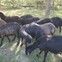 قوچ همو