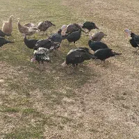 بوقلمون|حیوانات مزرعه|خاوه, |دیوار