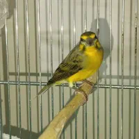 یاسمین نر