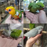 جوجه سرلاکی ملنگو راهب خورشیدی سنگال پرورش داخل