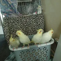 جوجه عروس هلندی