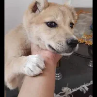 توله سراب