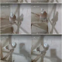 شازده زرد کاکلی اتیغه