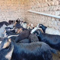 تعدای بز فروشی