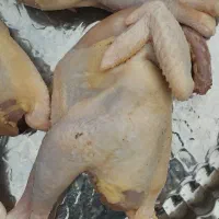مرغ محلی