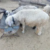 میش چاق