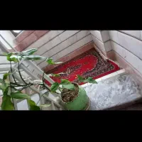 سوئیت|اجارهٔ کوتاهمدت آپارتمان و سوئیت|گالیکش, |دیوار