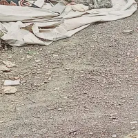 ماده|سگ|صالح آباد (خراسان), |دیوار