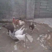 بوقلمون نروماده