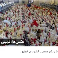 فروش-مجوز-مرغداری-گوشتی-50-000-قطعه-ای