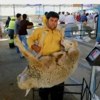 دام زنده