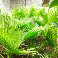 گل گیاه|گل و گیاه طبیعی|رانکوه, |دیوار