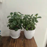 گل فردوس و قاشقی