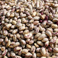 لوبیا چیتی درجه ۱ تازه