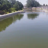 صید ماهی زنده از استخر پرورش ماهی