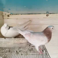 آخرت هرچی کفتر
