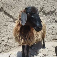 یک عددبره نر