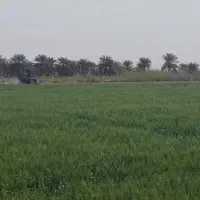 گندم امسال جراحی