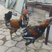 خروس گلین لری اصل