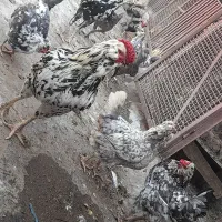 تخم نطفه دار گلین وسبرایت