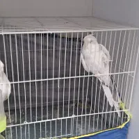 یک جفت عروس هلندی
