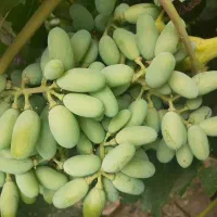 غوره فخری و خراسانی
