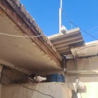 کفتر|پرنده|کوهدشت, |دیوار